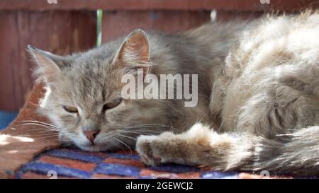 Ausgezüchtete flauschige Katze dötzt. Porträt einer grauen Katze. Stockfoto