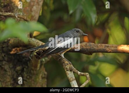 Orientalischer Magpie-Robin (Copsychus saularis), erwachsenes Weibchen, das auf dem Zweig Kaeng Krachan, Thailand, im November, thront Stockfoto