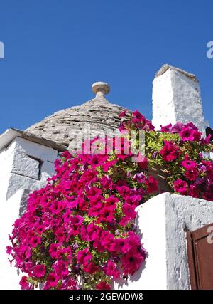 Das Dach eines Trullo in Alberobello, Apulien, Süditalien, mit rosa Petunia-Blumen im Vordergrund - traditionelle Kalksteinhäuser mit gewölbtem Dach Stockfoto