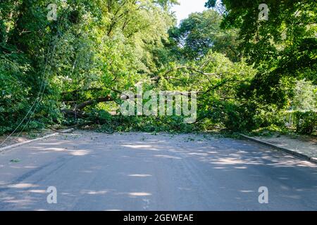 Eine riesige Eiche fiel über die Straße und blockierte sie vollständig Stockfoto