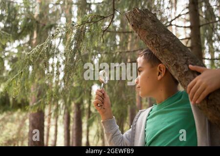 Ein kleiner Junge schaut Insekten auf einem Baum mit Lupe an Stockfoto