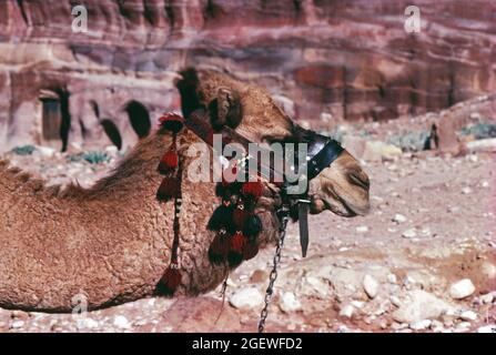 Jordanien. Petra. Tethered Kamel in Al Siq Canyon. Kopfprofil. Stockfoto