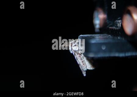 Lymantria monacha ruht auf industriellem Objekt Stockfoto
