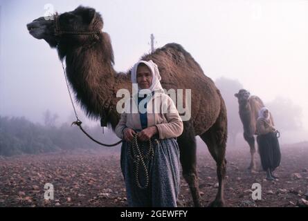 Türkei. Ländliche Südwestregion. Einheimische Frauen mit Kamelen. Stockfoto