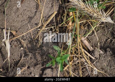 Gebratene Wurzelbohrer im Versteck Stockfoto