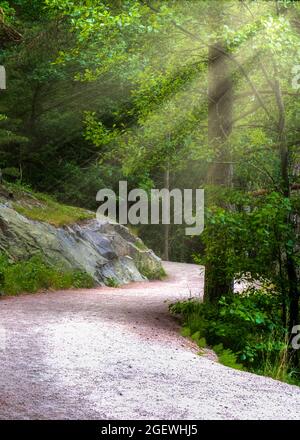 Sonnenstrahlen erleuchten einen Wanderweg in Delsjön , Göteborg Schweden Stockfoto