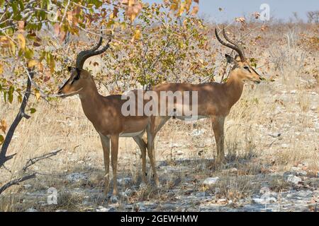 Zwei Impala-Antilopen, Aepyceros melampus, im Etosha National Park in Namibia, Afrika Stockfoto