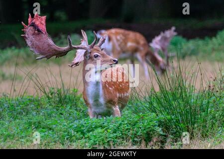 Duelmen, NRW, Deutschland. August 2021. Ein Dama dama mit blutigem, teilvergossenem Samt. Jedes Jahr vergießen männliche Hirsche die Samthaut, sobald ihr Geweih ausgewachsen ist. Blut und blutige Haut sind während dieser Zeit zu sehen, da Samtgeweihe noch zirkulieren, bis die Haut vergossen ist, aber das Abgießen ist für die Tiere nicht schmerzhaft. Kredit: Imageplotter/Alamy Live Nachrichten Stockfoto