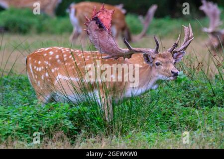 Duelmen, NRW, Deutschland. August 2021. Ein Dama dama mit blutigem, teilvergossenem Samt. Jedes Jahr vergießen männliche Hirsche die Samthaut, sobald ihr Geweih ausgewachsen ist. Blut und blutige Haut sind während dieser Zeit zu sehen, da Samtgeweihe noch zirkulieren, bis die Haut vergossen ist, aber das Abgießen ist für die Tiere nicht schmerzhaft. Kredit: Imageplotter/Alamy Live Nachrichten Stockfoto