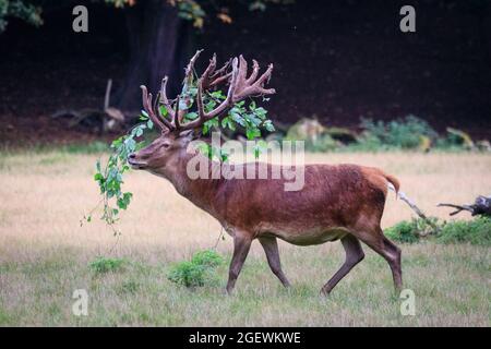 Duelmen, NRW, Deutschland. August 2021. Ein Rothirsch (Cervus elaphus) reibt sich gegen Äste, um das Vergießen zu unterstützen, und hält einen Zweig in seinem Geweih fest. Jedes Jahr vergießen männliche Hirsche die Samthaut, sobald ihr Geweih ausgewachsen ist. Blut und blutige Haut sind während dieser Zeit zu sehen, da Samtgeweihe noch zirkulieren, bis die Haut vergossen ist, aber das Abgießen ist für die Tiere nicht schmerzhaft. Kredit: Imageplotter/Alamy Live Nachrichten Stockfoto