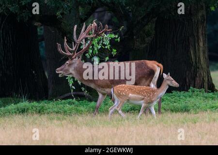 Duelmen, NRW, Deutschland. August 2021. Ein Rothirsch (Cervus elaphus) reibt sich gegen Äste, um das Vergießen zu unterstützen, und hält einen Zweig in seinem Geweih fest. Jedes Jahr vergießen männliche Hirsche die Samthaut, sobald ihr Geweih ausgewachsen ist. Blut und blutige Haut sind während dieser Zeit zu sehen, da Samtgeweihe noch zirkulieren, bis die Haut vergossen ist, aber das Abgießen ist für die Tiere nicht schmerzhaft. Kredit: Imageplotter/Alamy Live Nachrichten Stockfoto