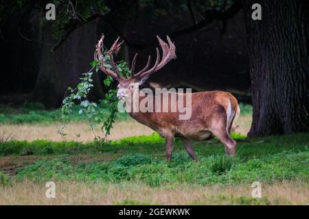 Duelmen, NRW, Deutschland. August 2021. Ein Rothirsch (Cervus elaphus) reibt sich gegen Äste, um das Vergießen zu unterstützen, und hält einen Zweig in seinem Geweih fest. Jedes Jahr vergießen männliche Hirsche die Samthaut, sobald ihr Geweih ausgewachsen ist. Blut und blutige Haut sind während dieser Zeit zu sehen, da Samtgeweihe noch zirkulieren, bis die Haut vergossen ist, aber das Abgießen ist für die Tiere nicht schmerzhaft. Kredit: Imageplotter/Alamy Live Nachrichten Stockfoto