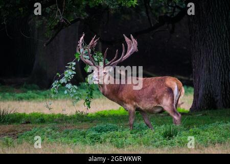 Duelmen, NRW, Deutschland. August 2021. Ein Rothirsch (Cervus elaphus) reibt sich gegen Äste, um das Vergießen zu unterstützen, und hält einen Zweig in seinem Geweih fest. Jedes Jahr vergießen männliche Hirsche die Samthaut, sobald ihr Geweih ausgewachsen ist. Blut und blutige Haut sind während dieser Zeit zu sehen, da Samtgeweihe noch zirkulieren, bis die Haut vergossen ist, aber das Abgießen ist für die Tiere nicht schmerzhaft. Kredit: Imageplotter/Alamy Live Nachrichten Stockfoto