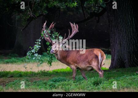 Duelmen, NRW, Deutschland. August 2021. Ein Rothirsch (Cervus elaphus) reibt sich gegen Äste, um das Vergießen zu unterstützen, und hält einen Zweig in seinem Geweih fest. Jedes Jahr vergießen männliche Hirsche die Samthaut, sobald ihr Geweih ausgewachsen ist. Blut und blutige Haut sind während dieser Zeit zu sehen, da Samtgeweihe noch zirkulieren, bis die Haut vergossen ist, aber das Abgießen ist für die Tiere nicht schmerzhaft. Kredit: Imageplotter/Alamy Live Nachrichten Stockfoto