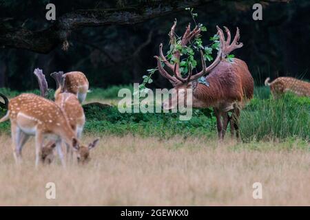 Duelmen, NRW, Deutschland. August 2021. Ein Rothirsch (Cervus elaphus) reibt sich gegen Äste, um das Vergießen zu unterstützen, und hält einen Zweig in seinem Geweih fest. Jedes Jahr vergießen männliche Hirsche die Samthaut, sobald ihr Geweih ausgewachsen ist. Blut und blutige Haut sind während dieser Zeit zu sehen, da Samtgeweihe noch zirkulieren, bis die Haut vergossen ist, aber das Abgießen ist für die Tiere nicht schmerzhaft. Kredit: Imageplotter/Alamy Live Nachrichten Stockfoto