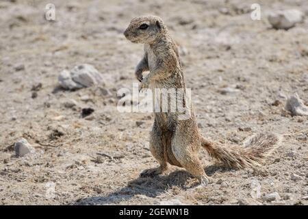 Kaphörnchen oder südafrikanisches Bodenhörnchen (Xerus inauris) in Namibia, Afrika. Stockfoto