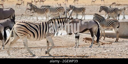 Safari- und Wildlife-Banner mit einer Herde von Zebras, Impalas und Oryx-Antilopen aus der Ebene an einem Wasserloch in Etosha, Namibia, Afrika. Stockfoto