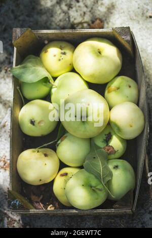 Schachtel mit frühen grünen Äpfeln mit Blättern Stockfoto