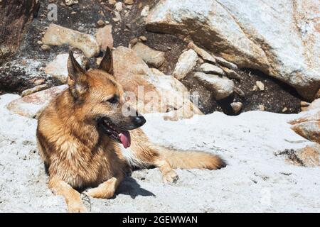 Deutscher Schäferhund am Strand Stockfoto
