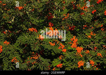 Rote beereneifenbaum mit reifen Beeren im Spätsommer Hintergrund Stockfoto