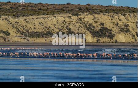 Flamingos strömen in der Cosat-Linie, Peninsula Valdes, Provinz Chubut, UNESCO-Weltkulturerbe, Patagonien Argentinien. Stockfoto