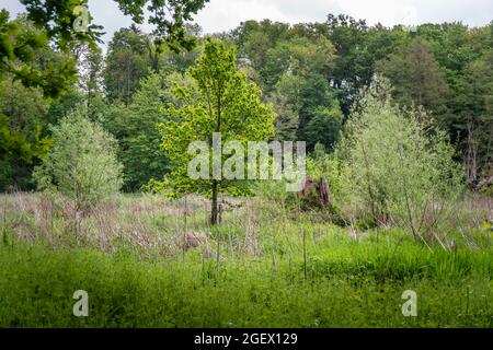 Die junge 'Veldheer of Elsloo' - eine heimische Eiche (quercus robur) wurde hier neben den Überresten der 300 Jahre alten, vom Wind gefällten Eiche gepflanzt. Stockfoto