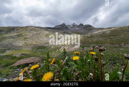 Panorama vom Gavia Pass, Italien Stockfoto