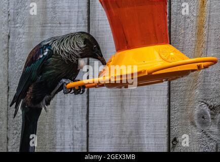 Neuseeland TUI auf Gartenfeeder Stockfoto