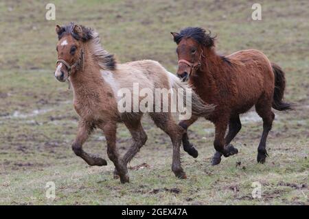 Zwei braune Islandpferde mit Wintermantel im Galopp auf der Weide. Stockfoto