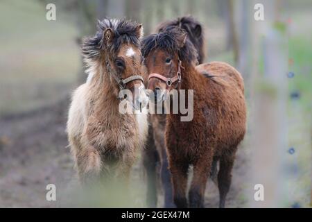 Braune junge Islandpferde mit Wintermantel und witziger Mähne auf der Weide. Stockfoto