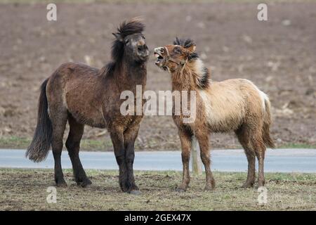 Zwei braune Islandpferde mit Wintermantel auf der Weide beim Spielen. Stockfoto