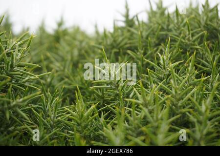 Nahaufnahme von Common Gorse in Dorset, Großbritannien Stockfoto