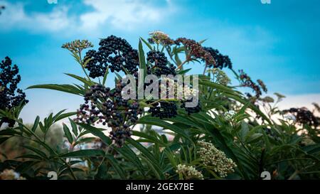 Reifer Holunderbusch, schwarze Beere auf der Plantage. Stockfoto