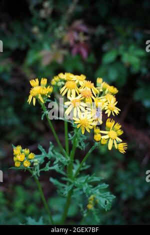 Die weiß gestreifte Black Fly landete auf einem stinkenden Willie in Dorset, Großbritannien Stockfoto