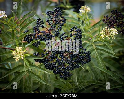 Reifer Holunderbusch, schwarze Beere auf der Plantage. Stockfoto