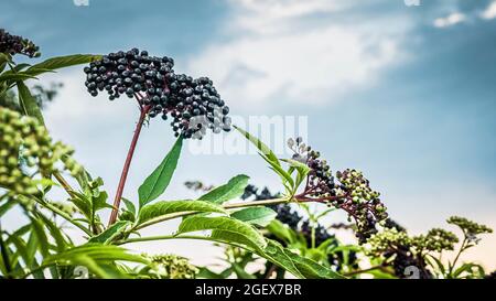 Reifer Holunderbusch, schwarze Beere auf der Plantage. Stockfoto