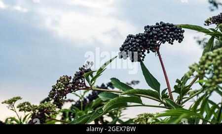 Reifer Holunderbusch, schwarze Beere auf der Plantage. Stockfoto