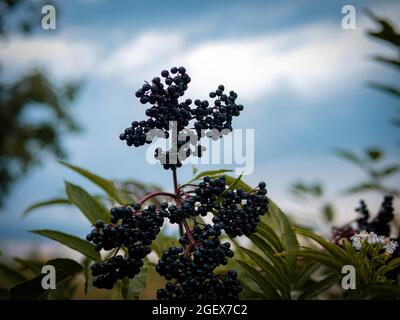 Reifer Holunderbusch, schwarze Beere auf der Plantage. Stockfoto