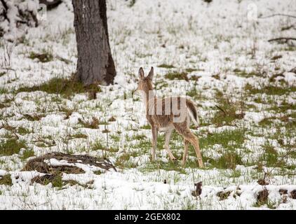 Ein Hirsch geht durch eine Staubwedel von Schneewänzchen ; Datum: 23. Mai 2020 Stockfoto