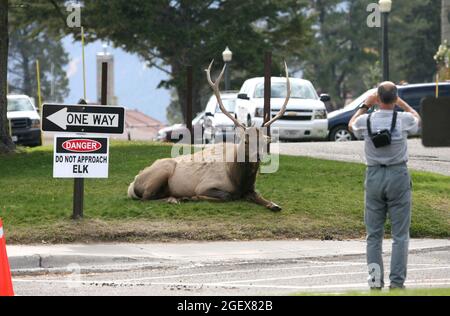 Ein Mann steht zu nahe an einem großen Bullenelch und er macht das Bild des Stiers.Mann fotografiert Bullenelch in Mammoth Hot Springs ; Datum: 1. Oktober 2008 Stockfoto