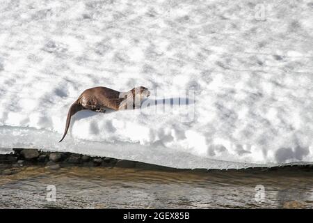 Ein Flussotter auf dem Schelfeis neben dem Lamar River im Yellowstone National Park; Datum: 26. April 2013 Stockfoto
