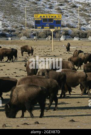 Die Herde grast vor dem Torpfosten mit der Anzeigetafel im Hintergrund.Bison auf Gardiner, MT. Schulfußballplatz ; Datum: 26. Januar 2006 Stockfoto