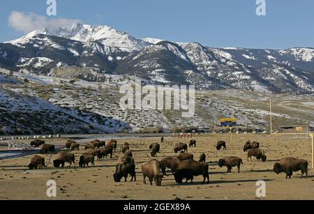 Bison auf Gardiner, MT. Schulfußballfeld, Electric Peak im Hintergrund ; Datum: 26. Januar 2006 Stockfoto