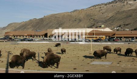 Die Herde grast vor einem Torpfosten mit der Gardiner School im Hintergrund.Bison auf Gardiner, MT. Schulfußballplatz ; Datum: 26. Januar 2006 Stockfoto