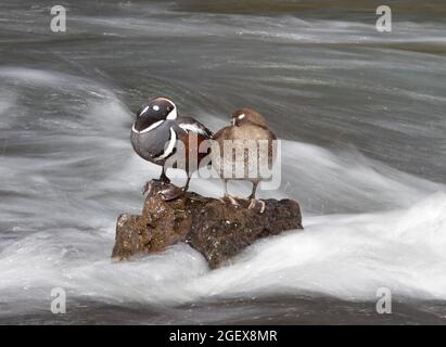 Harlequin-Enten auf dem Yellowstone River ; Datum: 13. Mai 2015 Stockfoto