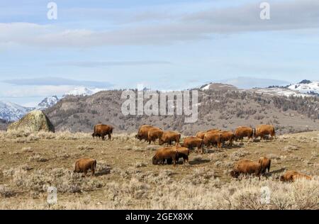 Eine Herde grast auf einem bewachsenen Hügel.Bison in Little America Flats ; Datum: 10. April 2013 Stockfoto