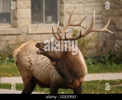 Bullenelch bullt vor dem Verwaltungsgebäude in Mammoth Hot Springs ; Datum: 17. Oktober 2011 Stockfoto