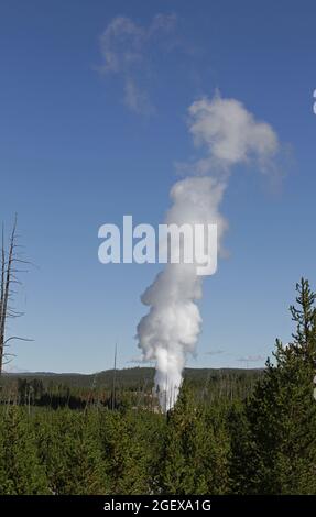 Dampfphase des Dampfschiffes Geyser, Norris Geyser Basin ; Datum: 4. September 2014 Stockfoto