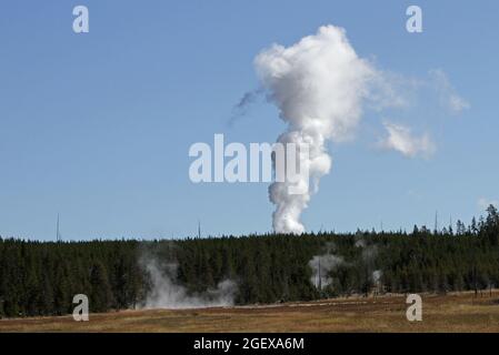 Dampfphase des Dampfschiffes Geyser, Norris Geyser Basin vom Elk Park aus gesehen ; Datum: 4. September 2014 Stockfoto