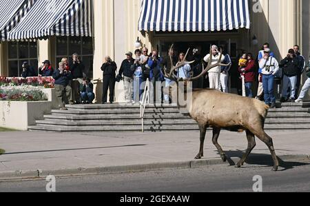 Bullenelch mit vollem Geweih beim Aufsteigen auf den Bürgersteig vor einem Restaurant mit vielen Zuschauern.Bullenelch überquert Straße am Mammoth Hot Springs Restaurant ; Datum: 14. September 2003 Stockfoto